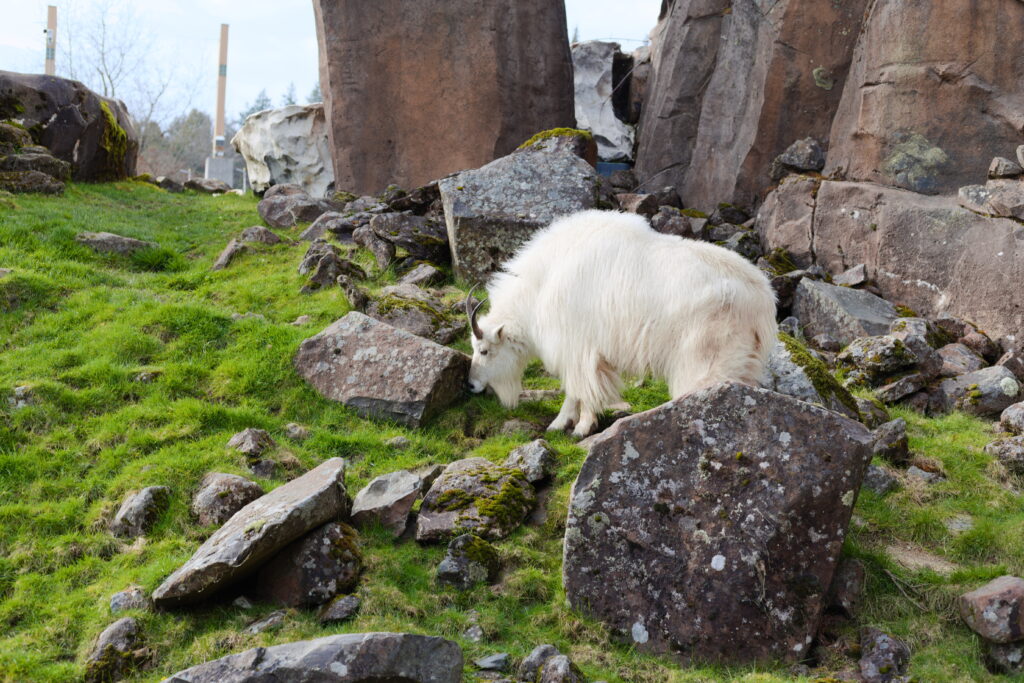 mountaingoat