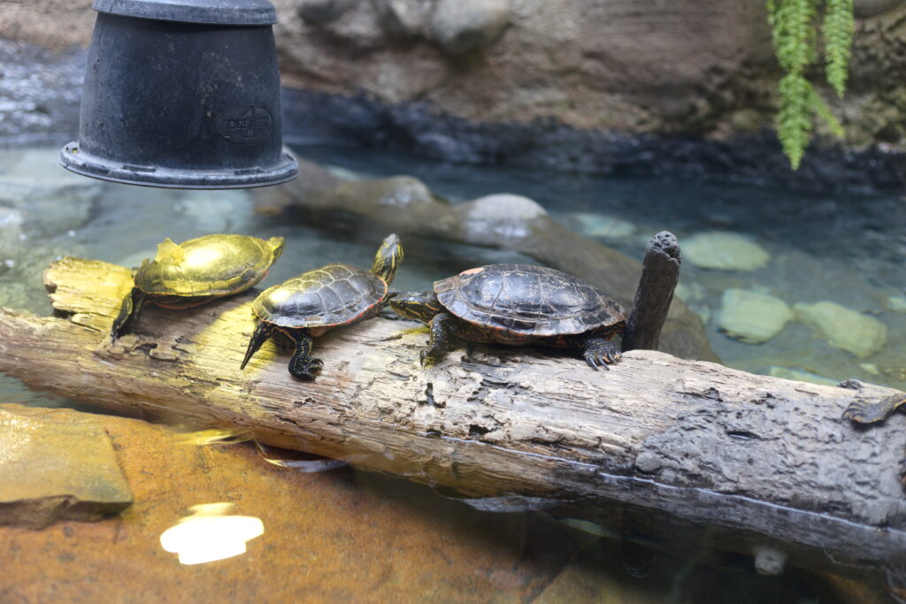 turtles